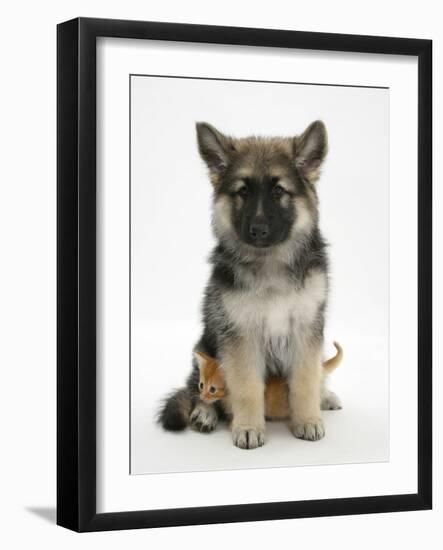 Ginger Kitten Hiding under the Legs of a German Shepherd Dog (Alsatian) Bitch Puppy, Echo-Mark Taylor-Framed Photographic Print