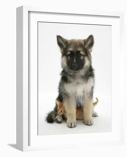 Ginger Kitten Hiding under the Legs of a German Shepherd Dog (Alsatian) Bitch Puppy, Echo-Mark Taylor-Framed Photographic Print