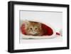 Ginger Kitten in a Father Christmas Hat-Mark Taylor-Framed Photographic Print