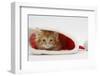 Ginger Kitten in a Father Christmas Hat-Mark Taylor-Framed Photographic Print