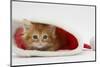 Ginger Kitten in a Father Christmas Hat-Mark Taylor-Mounted Photographic Print