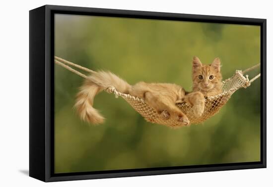 Ginger Kitten in Hammock-null-Framed Stretched Canvas