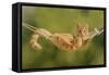 Ginger Kitten in Hammock-null-Framed Stretched Canvas