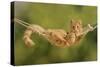 Ginger Kitten in Hammock-null-Stretched Canvas