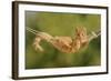 Ginger Kitten in Hammock-null-Framed Photographic Print