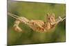 Ginger Kitten in Hammock-null-Mounted Photographic Print