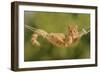 Ginger Kitten in Hammock-null-Framed Photographic Print