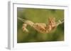 Ginger Kitten in Hammock-null-Framed Photographic Print