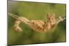 Ginger Kitten in Hammock-null-Mounted Photographic Print