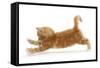 Ginger Kitten Jumping Forwards with Front Paws-Mark Taylor-Framed Stretched Canvas