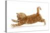 Ginger Kitten Jumping Forwards with Front Paws-Mark Taylor-Stretched Canvas