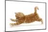 Ginger Kitten Jumping Forwards with Front Paws-Mark Taylor-Mounted Photographic Print