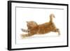 Ginger Kitten Jumping Forwards with Front Paws-Mark Taylor-Framed Photographic Print