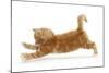 Ginger Kitten Jumping Forwards with Front Paws-Mark Taylor-Mounted Photographic Print