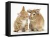 Ginger Kitten Kissing a Sandy Lionhead-Cross Rabbit-Mark Taylor-Framed Stretched Canvas