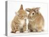 Ginger Kitten Kissing a Sandy Lionhead-Cross Rabbit-Mark Taylor-Stretched Canvas