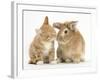 Ginger Kitten Kissing a Sandy Lionhead-Cross Rabbit-Mark Taylor-Framed Photographic Print