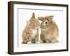 Ginger Kitten Kissing a Sandy Lionhead-Cross Rabbit-Mark Taylor-Framed Photographic Print