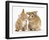 Ginger Kitten Kissing a Sandy Lionhead-Cross Rabbit-Mark Taylor-Framed Photographic Print