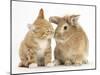Ginger Kitten Kissing a Sandy Lionhead-Cross Rabbit-Mark Taylor-Mounted Photographic Print