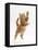 Ginger Kitten Leaping in to the Air-Mark Taylor-Framed Stretched Canvas