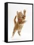 Ginger Kitten Leaping in to the Air-Mark Taylor-Framed Stretched Canvas