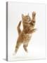 Ginger Kitten Leaping in to the Air-Mark Taylor-Stretched Canvas