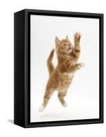 Ginger Kitten Leaping in to the Air-Mark Taylor-Framed Stretched Canvas