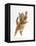 Ginger Kitten Leaping in to the Air-Mark Taylor-Framed Stretched Canvas