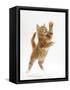 Ginger Kitten Leaping in to the Air-Mark Taylor-Framed Stretched Canvas