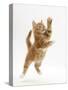 Ginger Kitten Leaping in to the Air-Mark Taylor-Stretched Canvas