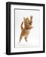 Ginger Kitten Leaping in to the Air-Mark Taylor-Framed Premium Photographic Print