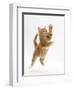 Ginger Kitten Leaping in to the Air-Mark Taylor-Framed Premium Photographic Print