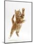 Ginger Kitten Leaping in to the Air-Mark Taylor-Mounted Premium Photographic Print