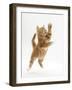 Ginger Kitten Leaping in to the Air-Mark Taylor-Framed Photographic Print