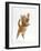 Ginger Kitten Leaping in to the Air-Mark Taylor-Framed Photographic Print