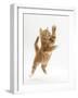 Ginger Kitten Leaping in to the Air-Mark Taylor-Framed Photographic Print