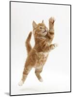 Ginger Kitten Leaping in to the Air-Mark Taylor-Mounted Photographic Print