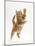 Ginger Kitten Leaping in to the Air-Mark Taylor-Mounted Photographic Print