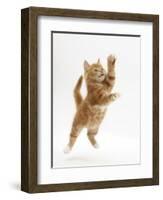 Ginger Kitten Leaping in to the Air-Mark Taylor-Framed Photographic Print