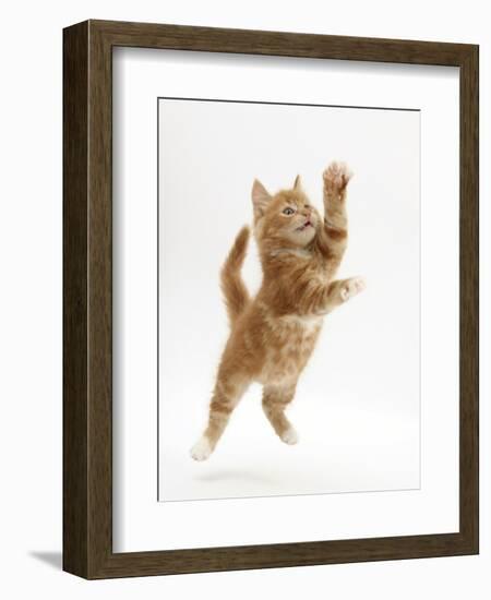 Ginger Kitten Leaping in to the Air-Mark Taylor-Framed Photographic Print