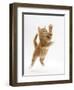 Ginger Kitten Leaping in to the Air-Mark Taylor-Framed Photographic Print