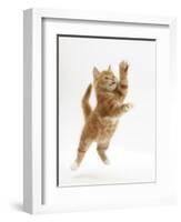 Ginger Kitten Leaping in to the Air-Mark Taylor-Framed Photographic Print