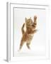 Ginger Kitten Leaping in to the Air-Mark Taylor-Framed Photographic Print