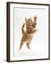 Ginger Kitten Leaping in to the Air-Mark Taylor-Framed Photographic Print