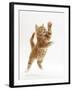 Ginger Kitten Leaping in to the Air-Mark Taylor-Framed Photographic Print