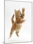 Ginger Kitten Leaping in to the Air-Mark Taylor-Mounted Photographic Print