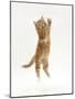 Ginger Kitten Leaping Leaping Up-Mark Taylor-Mounted Photographic Print