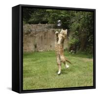 Ginger Kitten Leaping to Catch a Soap Bubble-Mark Taylor-Framed Stretched Canvas