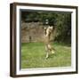 Ginger Kitten Leaping to Catch a Soap Bubble-Mark Taylor-Framed Photographic Print